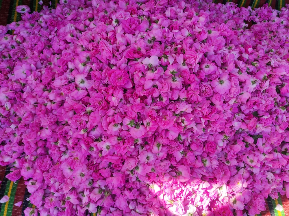 گل محمدی محصول اقتصادی برای اقلیم بانه