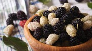 پیش بینی برداشت ١٨٥ تن توت درختی در آذربایجان غربی