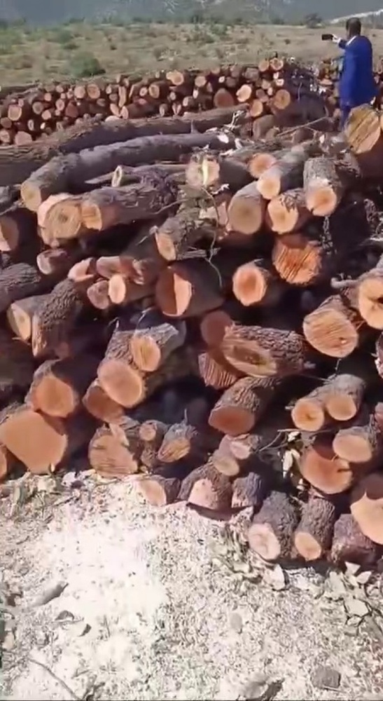 تداوم کشتار درختان در کوهستان گابار؛ صدها تن چوب در کنار جادهها انبار شده + فیلم