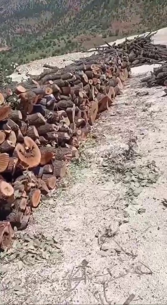تداوم کشتار درختان در کوهستان گابار؛ صدها تن چوب در کنار جادهها انبار شده + فیلم