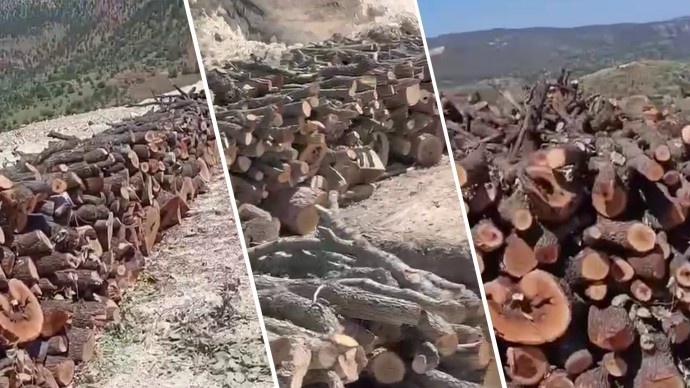 تداوم کشتار درختان در کوهستان گابار؛ صدها تن چوب در کنار جاده‌ها انبار شده + فیلم
