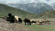 خشکسالی بی سابقه در اقلیم کردستان