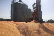 مشکل در ثبت اطلاعات گندم خریداری‌شده،  فعالیت کارخانه‌ها و علافان سقز را مختل کرده است