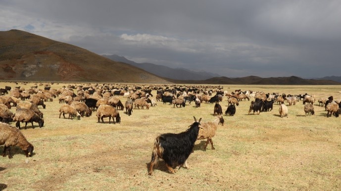 روستاییان بیتلیسی: اراضی ما توسط گاردهای محلی تصرف شده اند