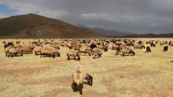 روستاییان بیتلیسی: اراضی ما توسط گاردهای محلی تصرف شده اند