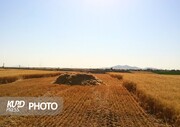 تاخیر در پرداخت پول گندمکاران باعث حضور دلالان می شود