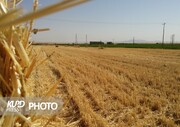 ۹۵ درصد مطالبات گندم کاران کردستان پرداخت شد