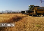 خرید تضمینی  ۱۲۵ هزار تن گندم در آذربایجان غربی