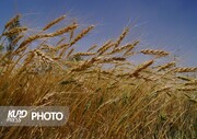 برداشت آخرین خوشه های گندم در قروه