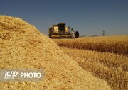 خرید تضمینی گندم از کشاورزان کردستانی به ۴۱۷ هزار تن رسید