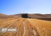 تاخیر در پرداخت مطالبات گندمکاران امنیت غذایی را به خطر می اندازد