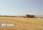 اختصاص ۴۰۶ هزار هکتار از اراضی آذربایجان غربی به کشت گندم