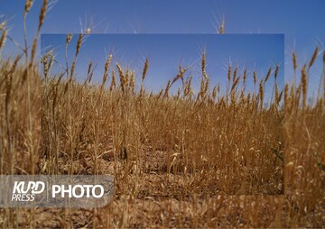 خرید تضمینی ۲۸۲ هزار تن گندم از زارعین آذربایجان‌غربی