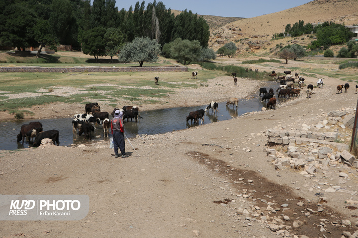 دومین روز سفر معاون توسعه روستایی و مناطق محروم رئیس جمهور به کردستان / عکاس : عرفان کرمی
