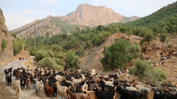 بریوانهای شِرناخ: ما بریوان ها وجب به وجب کوه های کردستان را می شناسیم + فیلم و تصاویر