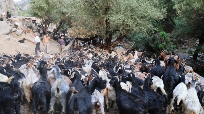 بریوانهای شِرناخ: ما بریوان ها وجب به وجب کوه های کردستان را می شناسیم + فیلم و تصاویر