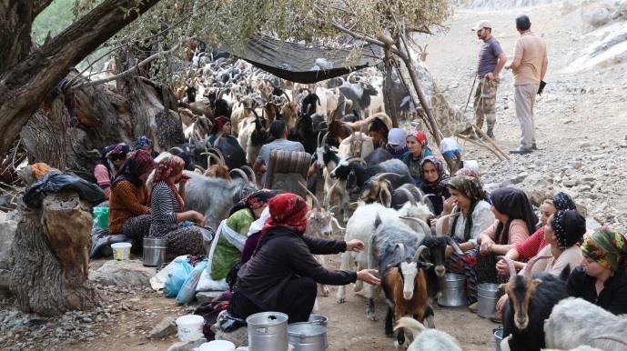 بریوانهای شِرناخ: ما بریوان ها وجب به وجب کوه های کردستان را می شناسیم + فیلم و تصاویر