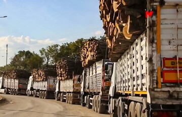 پاسخ وزارت کشور به کشتار گسترده درختان در شرناخ: در حوزه مسئولیت ما نیست