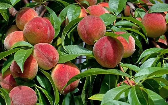 برداشت ٦٥ هزار تن هلو در آذربایجان غربی آغاز شد