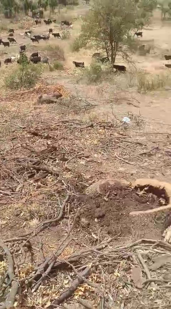 با وجود تکذیب استانداری شرناخ؛ قطع درختان در منطقهٔ «بِستا» ادامه دارد + فیلم