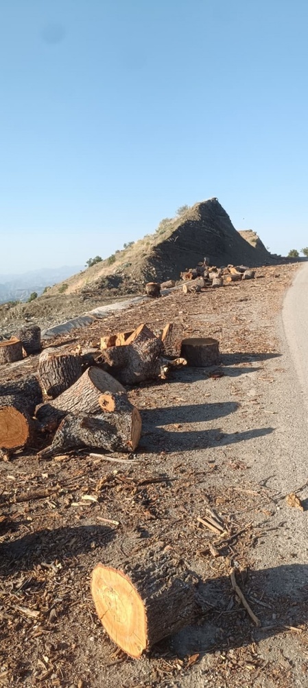 با وجود تکذیب استانداری شرناخ؛ قطع درختان در منطقهٔ «بِستا» ادامه دارد + فیلم