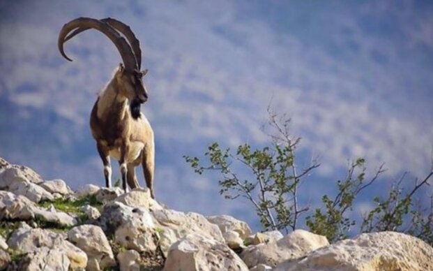 آتش‌سوزی در پایگاه محیط‌ زیست عبدالرزاق سقز؛ تهدیدی تازه برای نظارت بر حیات وحش