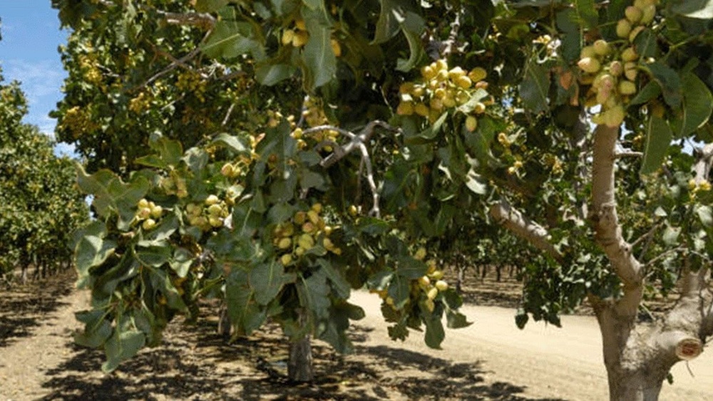 برداشت «طلای سبز» در دیاربکر آغاز شد