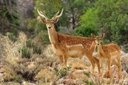 تجهیز سایت پرورش گوزن زرد ایلام به سیستم پایش تصویری
