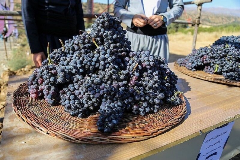 پرونده ثبت ملی جشنواره انگور سیاه سردشت به وزارتخانه ارسال می شود