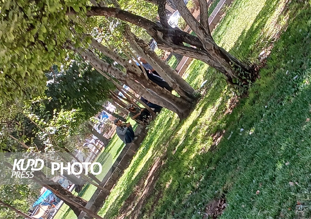 نگرانی شهروندان قروه ای از معتادان متجاهر پارک نشین