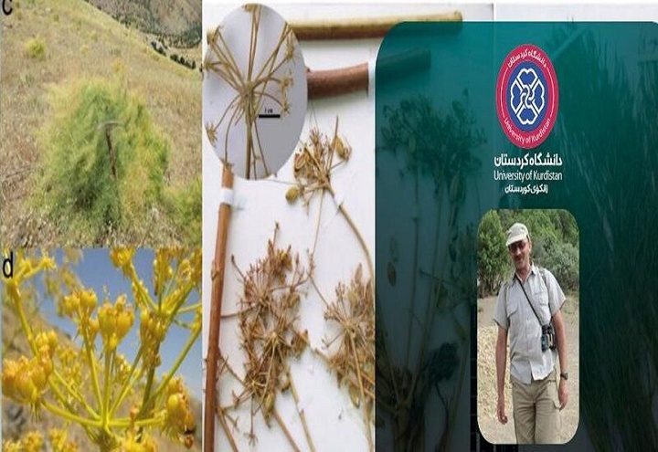 ثبت گونه گیاهی جدید به نام استاد دانشگاه کردستان