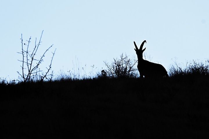 تصاویر زیبا و کم‌نظیر از بزهای کوهی حفاظت‌شده در حکاری