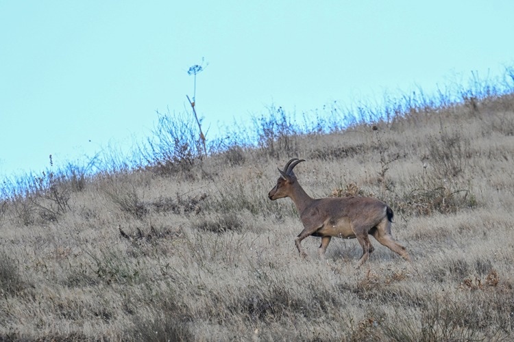 تصاویر زیبا و کمنظیر از بزهای کوهی حفاظتشده در حکاری