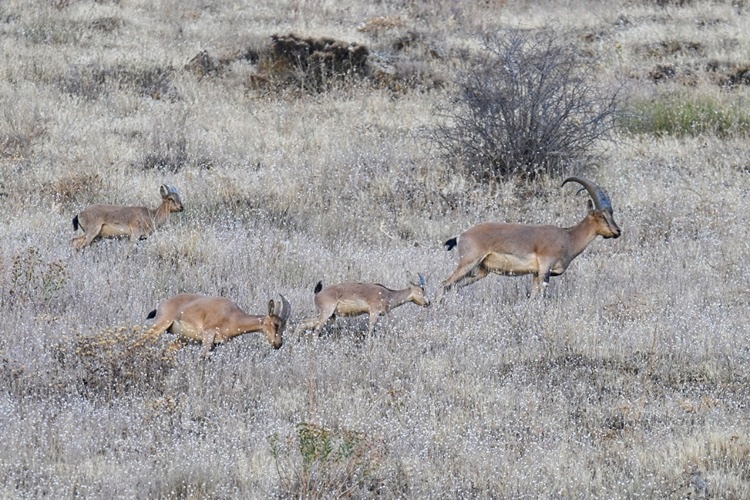 تصاویر زیبا و کمنظیر از بزهای کوهی حفاظتشده در حکاری