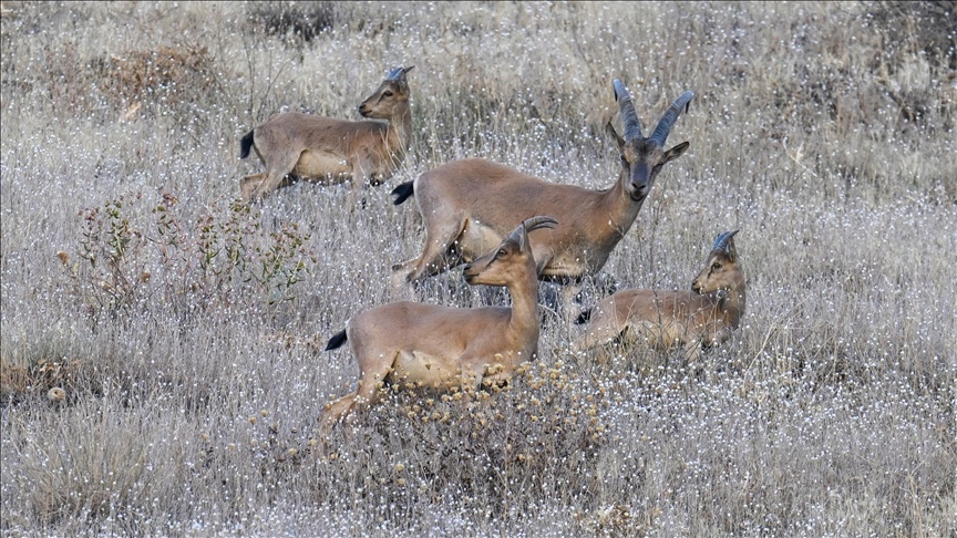 تصاویر زیبا و کمنظیر از بزهای کوهی حفاظتشده در حکاری