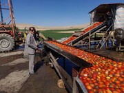 کاهش تولید سیب به نفع دیگر محصولات کشاورزی آذربایجان غربی تمام شد