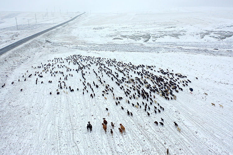 برف ناگهانی در قارص کوچنشینان در مسیر بازگشت را غافلگیر کرد + تصاویر