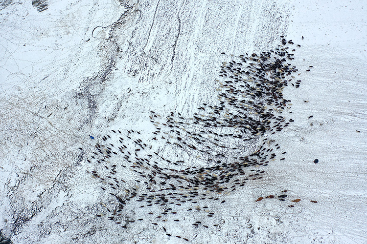 برف ناگهانی در قارص کوچنشینان در مسیر بازگشت را غافلگیر کرد + تصاویر