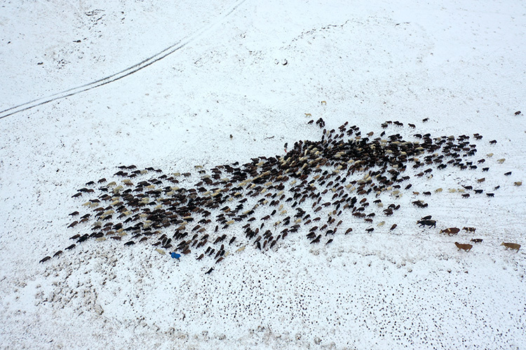 برف ناگهانی در قارص کوچنشینان در مسیر بازگشت را غافلگیر کرد + تصاویر