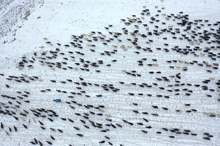 برف ناگهانی در قارص کوچنشینان در مسیر بازگشت را غافلگیر کرد + تصاویر