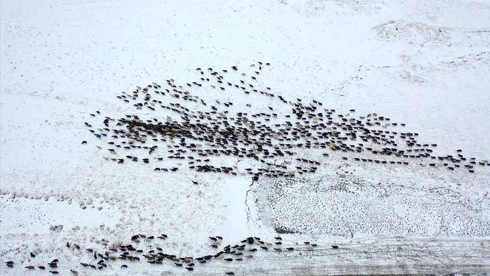 برف ناگهانی در قارص کوچنشینان در مسیر بازگشت را غافلگیر کرد + تصاویر