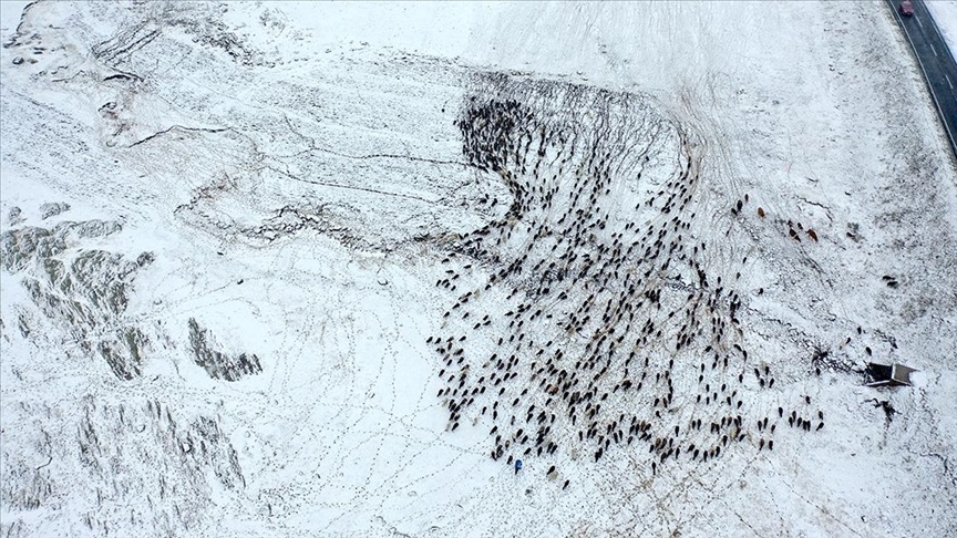 برف ناگهانی در قارص کوچنشینان در مسیر بازگشت را غافلگیر کرد + تصاویر