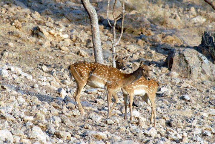 وضعیت زیستی جزایر پارک ملی دریاچه ارومیه مطلوب است