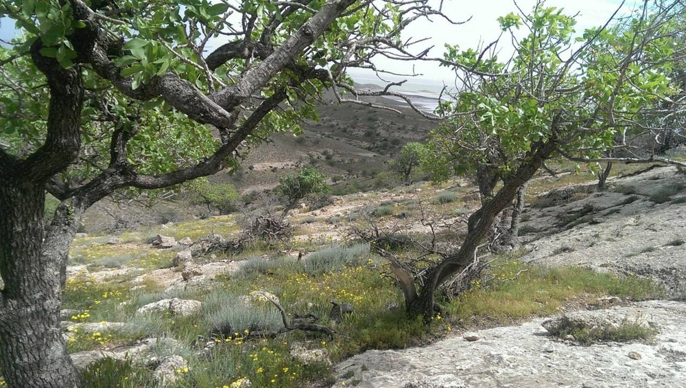 وضعیت زیستی جزایر پارک ملی دریاچه ارومیه مطلوب است