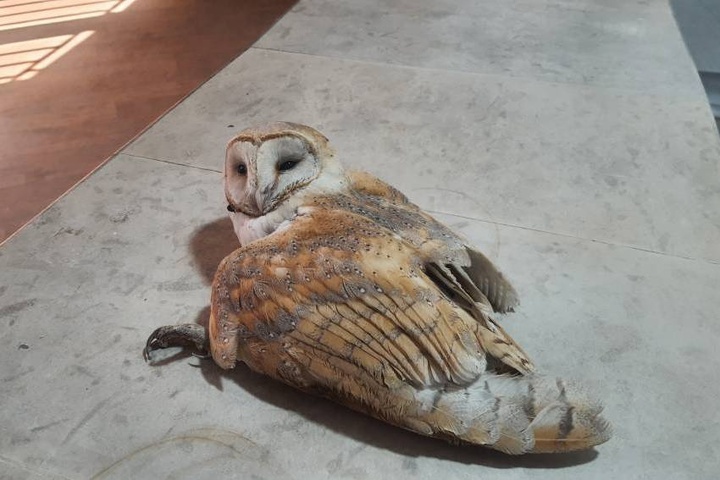 تحویل یک قطعه گونه کمیاب جغد انبار به حفاظت محیط زیست ارومیه