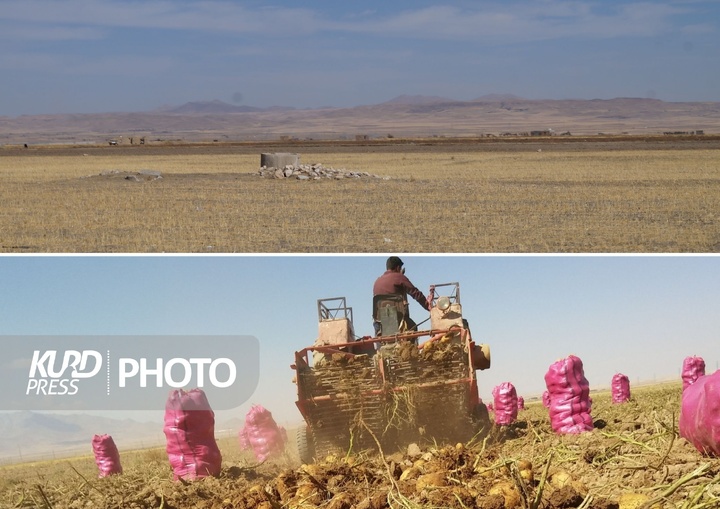 کشت سیب زمینی؛ برداشت خشکسالی