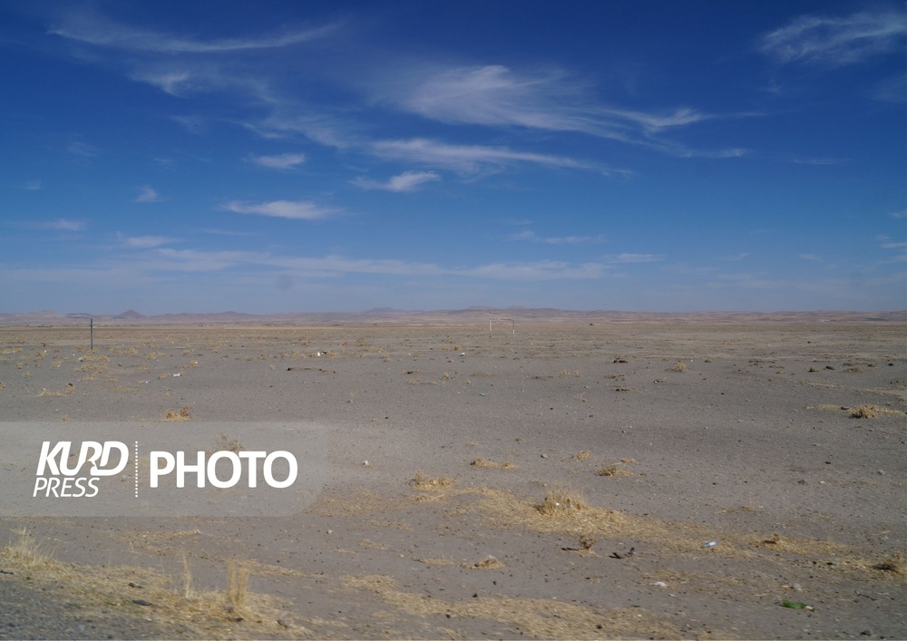 کشت سیب زمینی؛ برداشت خشکسالی