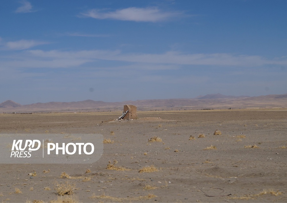 کشت سیب زمینی؛ برداشت خشکسالی