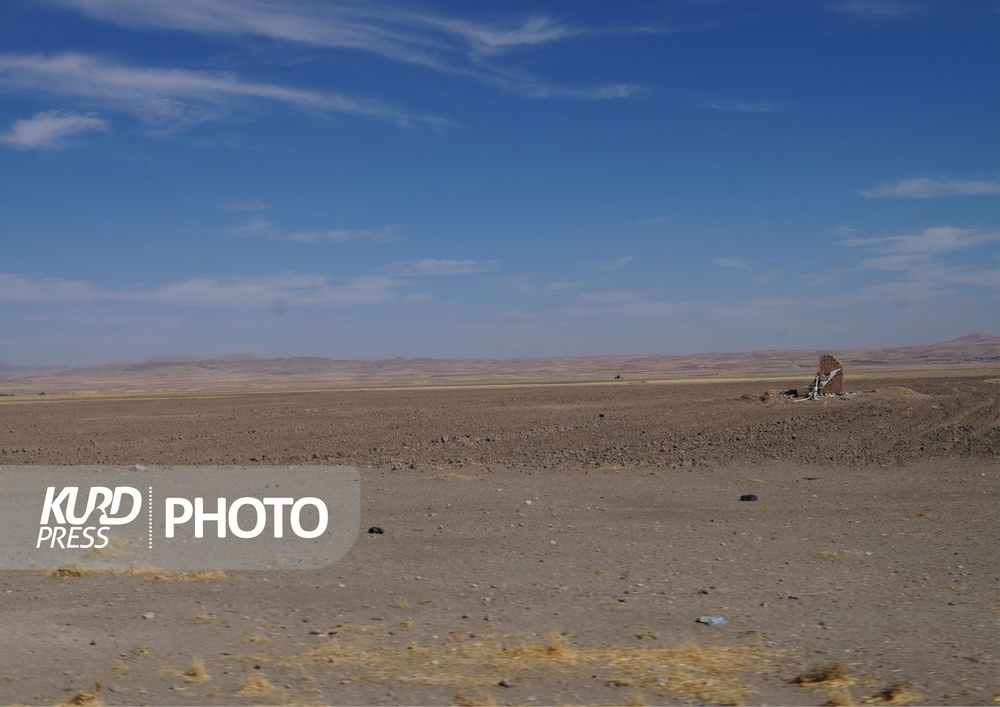 کشت سیب زمینی؛ برداشت خشکسالی