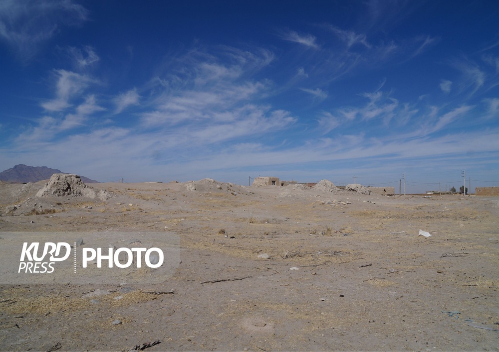 کشت سیب زمینی؛ برداشت خشکسالی